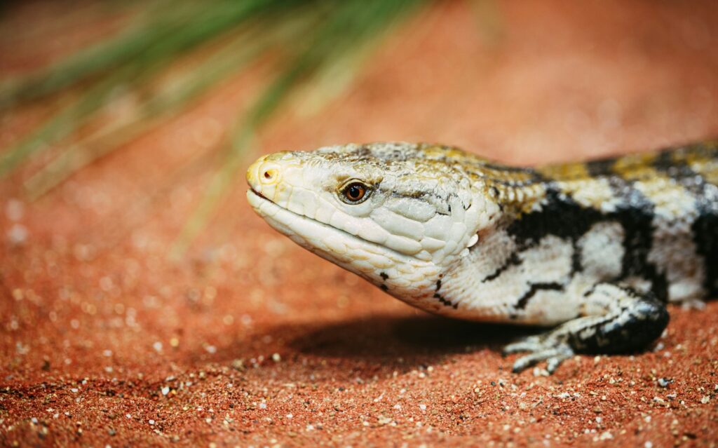 Popular pet gecko